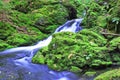 Green Moss and Cold Water Royalty Free Stock Photo
