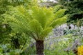 Dicksonia antarctica Royalty Free Stock Photo