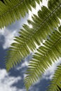 Dicksonia antarctica soft tree fern, man fern is a species of evergreen tree fern native to eastern Australia, here invading the Royalty Free Stock Photo