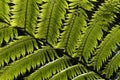 Dicksonia antarctica soft tree fern, man fern is a species of evergreen tree fern native to eastern Australia, here invading the Royalty Free Stock Photo
