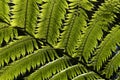 Dicksonia antarctica soft tree fern, man fern is a species of evergreen tree fern native to eastern Australia, here invading the