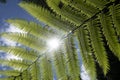 Dicksonia antarctica soft tree fern, man fern is a species of evergreen tree fern native to eastern Australia, here invading the Royalty Free Stock Photo