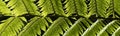 Dicksonia antarctica soft tree fern, man fern is a species of evergreen tree fern native to eastern Australia, here invading the Royalty Free Stock Photo