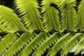 Dicksonia antarctica soft tree fern, man fern is a species of evergreen tree fern native to eastern Australia, here invading the Royalty Free Stock Photo