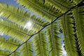 Dicksonia antarctica soft tree fern, man fern is a species of evergreen tree fern native to eastern Australia, here invading the