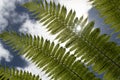 Dicksonia antarctica soft tree fern, man fern is a species of evergreen tree fern native to eastern Australia, here invading the