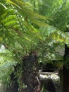 Tasmanian Tree Fern Royalty Free Stock Photo