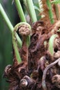 Dicksonia antarctica  the soft tree fern or man fern Royalty Free Stock Photo