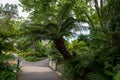 Dicksonia antarctica - soft tree fern