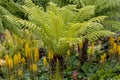 Dicksonia antarctica undeplanted with Ligularia The Rocket Royalty Free Stock Photo