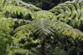 Dicksonia sellowiana, the great fern of the Americas Royalty Free Stock Photo