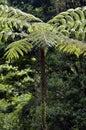 Dicksonia sellowiana, the great fern of the Americas Royalty Free Stock Photo