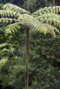 Dicksonia sellowiana, the great fern of the Americas Royalty Free Stock Photo