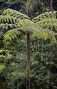 Dicksonia sellowiana, the great fern of the Americas Royalty Free Stock Photo