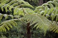 Dicksonia sellowiana, the great fern of the Americas