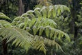 Dicksonia sellowiana, the great fern of the Americas Royalty Free Stock Photo