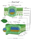 Dicot Leaf structure or anatomy