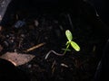 The Dicotyledon Born from Seeds