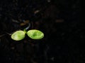 The Dicotyledon  Born from Seeds Royalty Free Stock Photo