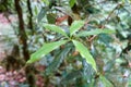 Green leaves of Phoebe paniculata Nees Nees in cloud forests of northern Thailand. Royalty Free Stock Photo