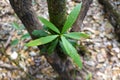 Green leaves of Phoebe paniculata Nees Nees in cloud forests of northern Thailand. Royalty Free Stock Photo