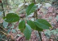 Green leaves of Acer laurinum Hassk in the forests of northern Thailand. Plant species found in cloud forest.