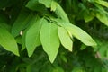 Green leaves of custard apple tree