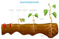 Dicotyledon plants, or dicots, are a group of flowering plants with two embryonic leaves