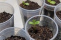 Dicotyledon seedlings growing Royalty Free Stock Photo