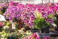 Hanging pot of Geranium butterfly in greenhouse Royalty Free Stock Photo