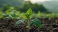 Dicotyledonous Withania Plant Thriving in Countryside Field