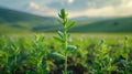 Dicotyledonous Withania Plant Thriving in Countryside Field