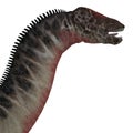 Dicraeosaurus Dinosaur Head