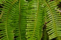 False Staghorn fern, dicranopteris linearis