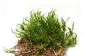 Dicranum moss on white background