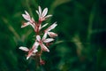 Dictamnus albus - bush of Moses, the burning bush. selected focus, pink flower nature