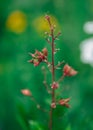 Dictamnus albus - bush of Moses, the burning bush. selected focus, pink flower nature