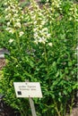 Dictamnus albus flowering plant