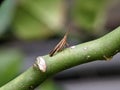 Dictyopharidae is a family of planthoppers