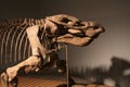 Dicynodont