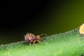 Dicyrtomina saundersi springtail