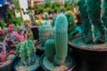 Did you know that cacti can bloom? Yes, those prickly green plants burst out some of the most beautiful flowers you have ever seen