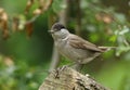 Did you know that the Male Blackcap is really pretty