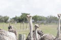 The biggest of birds in the world Royalty Free Stock Photo