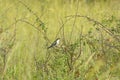 Diderick cuckoo in the veldt Royalty Free Stock Photo