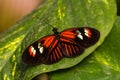 Dido longwing butterfly Royalty Free Stock Photo