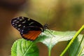 Dido longwing Royalty Free Stock Photo