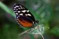 Dido longwing Royalty Free Stock Photo