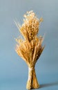 Didukh or sheaf of rye and dry cereals on a gray background. The concept of the oldest cults of Ukrainian Christmas rites