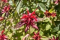 Didyma monarda flowers in a botanical garden